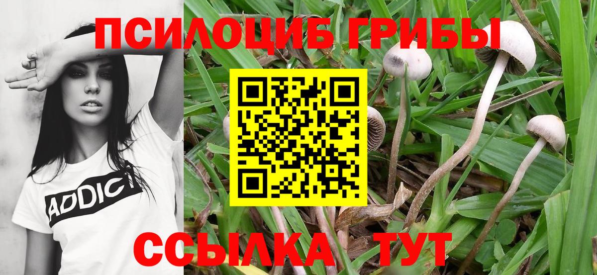 Городец  Галлюциногенные грибы Cubensis  Вход с VPN 